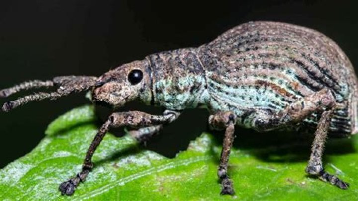 Where are weevils coming from?