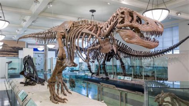 Where can I find Brachio fossils?