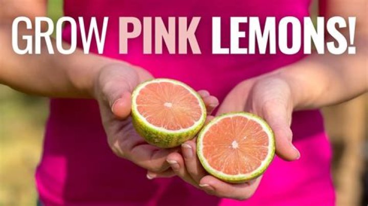 Where do pink lemons grow?