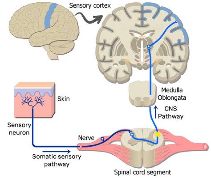 Where is the somatosensory system located in the spinal cord?