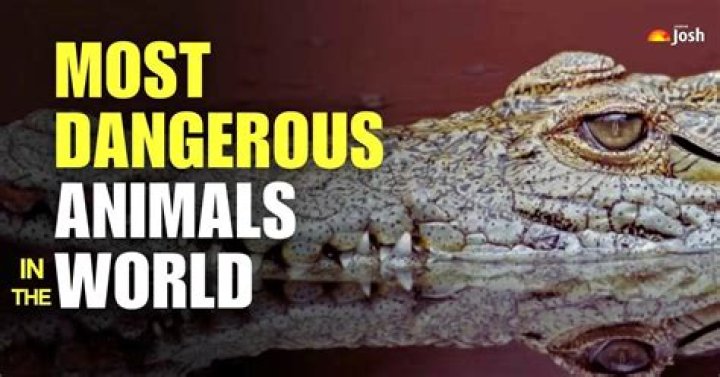 Which is the most dangerous game in the world?