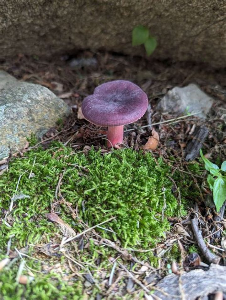 Who is Queen toadstool?