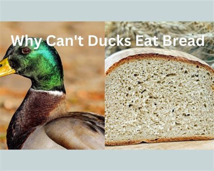 Why can't ducks eat bread?