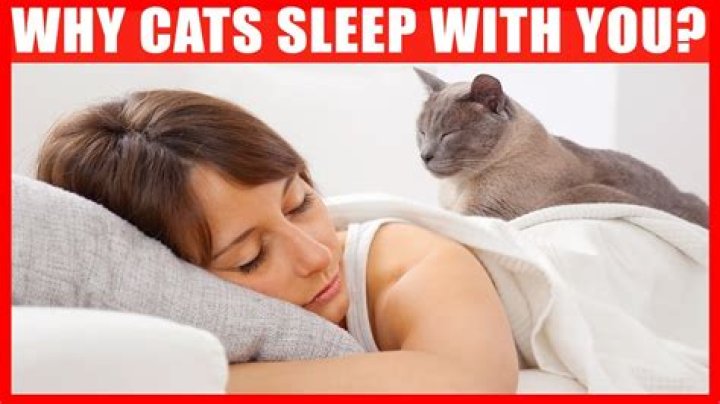 Why do cats like to sleep near you?