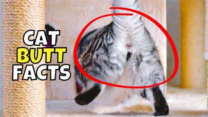 Why do cats raise their butt when you touch it?