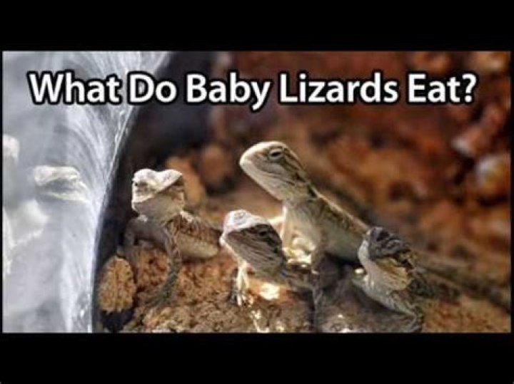 Why do lizards eat their babies?