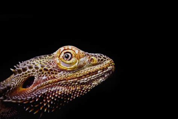Why do lizards make noise at night?