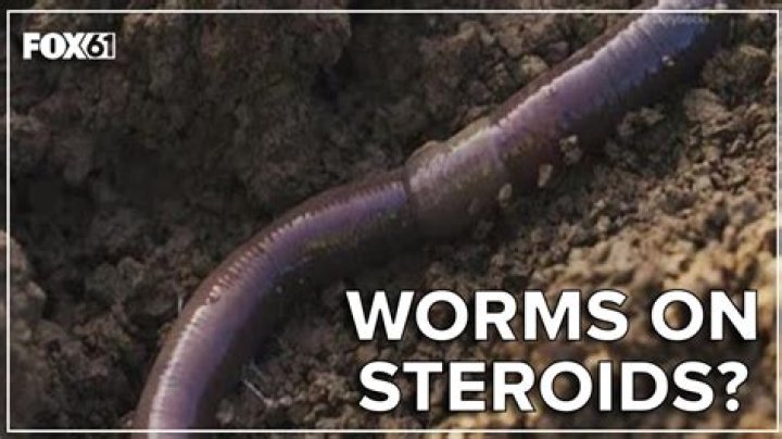 Why do worms climb walls?