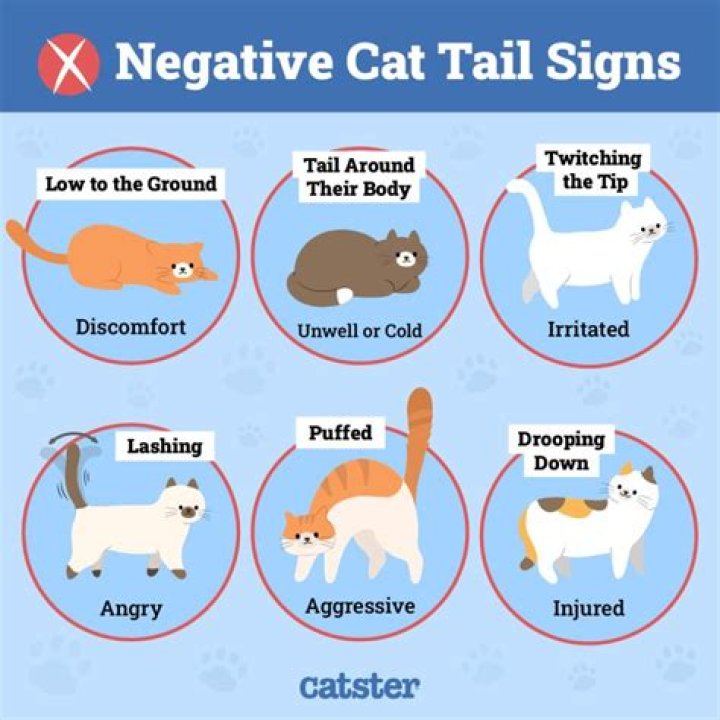 Why does my cat snort at me?