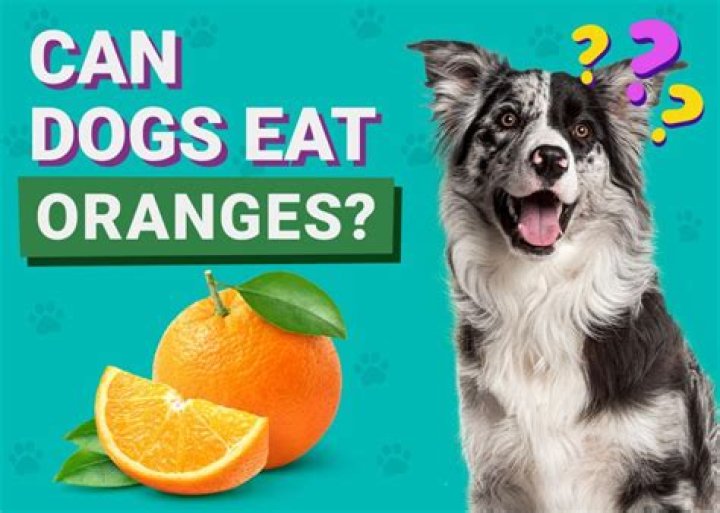 Why does my dog love oranges?