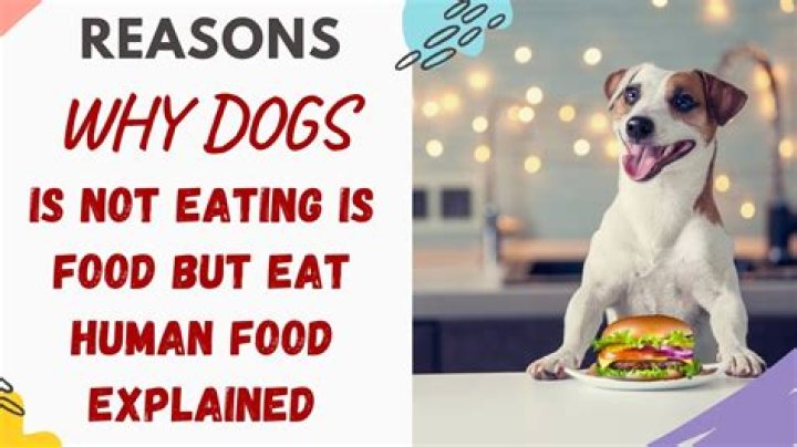 Why is my dog not eating his food but will eat human food?