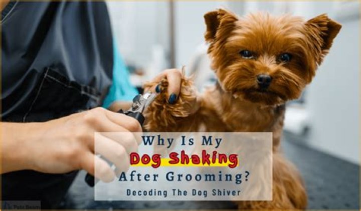 Why is my dog shaking after grooming?