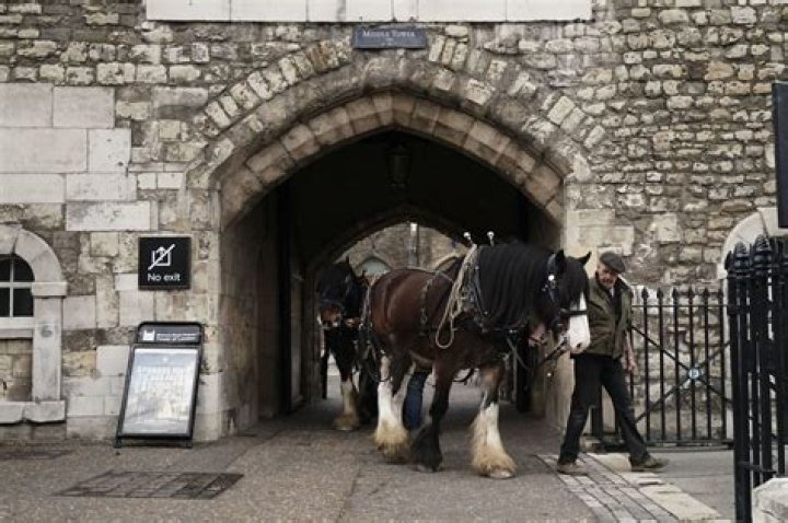 Why were there animals in the Tower of London?